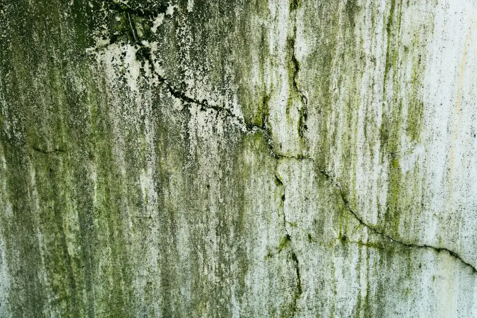 The Prime Guard Mold Removal Story: Protecting Houston Families from Mold